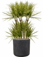 Dracaena Marginata Sunray In Baq Raindrop D 21 H 121 cm - PlantenShop24 - 14-05-2025