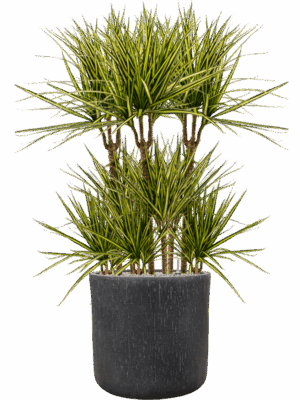 Dracaena Marginata Sunray In Baq Raindrop D 21 H 121 cm - PlantenShop24 - 14-05-2025