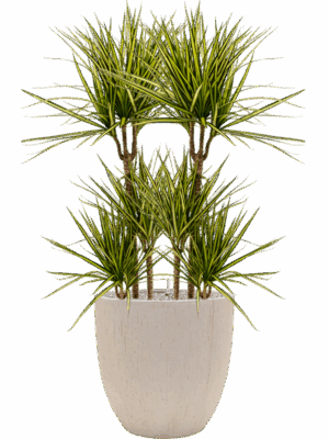 Dracaena Marginata Sunray In Baq Raindrop D 21 H 126 cm - PlantenShop24 - 14-05-2025