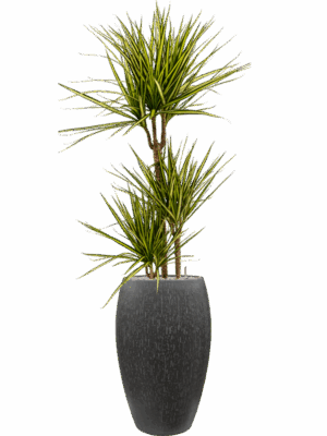 Dracaena Marginata Sunray In Baq Raindrop D 21 H 162 cm - PlantenShop24 - 15-05-2025