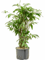 Dracaena Surculosa D 25 H 90 cm - PlantenShop24 - 28-05-2025