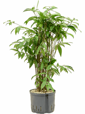 Dracaena Surculosa D 25 H 90 cm - PlantenShop24 - 28-05-2025