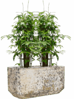 Dracaena Surculosa  In Baq Atlas D 24 H 116 cm - PlantenShop24 - 26-05-2025