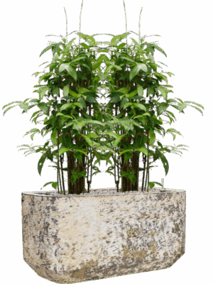 Dracaena Surculosa  In Baq Atlas D 24 H 116 cm - PlantenShop24 - 26-05-2025