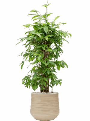 Dracaena Surculosa  In Baq Dune D 24 H 107 cm - PlantenShop24 - 20-05-2025