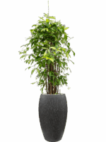 Dracaena Surculosa  In Baq Raindrop D 27 H 174 cm - PlantenShop24 - 15-05-2025
