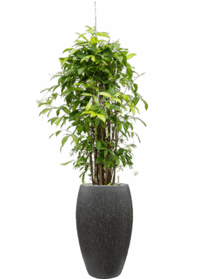 Dracaena Surculosa  In Baq Raindrop D 27 H 174 cm - PlantenShop24 - 15-05-2025