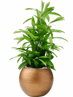 Dracaena Surculosa In Capi Lux Retro D 19 H 82 cm - PlantenShop24 - 15-05-2025