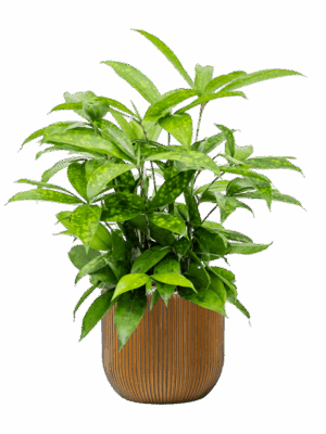 Dracaena Surculosa In Capi Nature Groove D 17 H 64 cm - PlantenShop24 - 01-05-2025