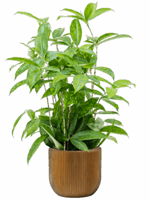 Dracaena Surculosa In Capi Nature Groove D 18 H 79 cm - PlantenShop24 - 01-05-2025
