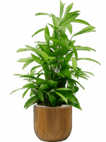 Dracaena Surculosa In Capi Nature Groove D 19 H 77 cm - PlantenShop24 - 01-05-2025