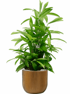 Dracaena Surculosa In Capi Nature Groove D 19 H 77 cm - PlantenShop24 - 01-05-2025