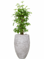 Dracaena Surculosa In Capi Nature Rib NL D 24 H 139 cm - PlantenShop24 - 15-05-2025