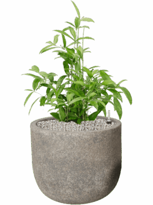 Dracaena Surculosa In Cement D 21 H 80 cm - PlantenShop24 - 01-05-2025