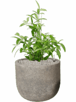 Dracaena Surculosa In Cement D 21 H 80 cm - PlantenShop24 - 22-05-2025