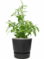 Dracaena Surculosa In Greenville D 21 H 74 cm - PlantenShop24 - 09-05-2025