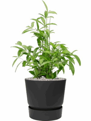 Dracaena Surculosa In Greenville D 21 H 74 cm - PlantenShop24 - 09-05-2025