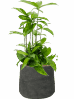 Dracaena Surculosa In Rough D 15 H 54 cm - PlantenShop24 - 26-05-2025