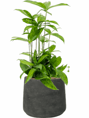 Dracaena Surculosa In Rough D 15 H 54 cm - PlantenShop24 - 26-05-2025