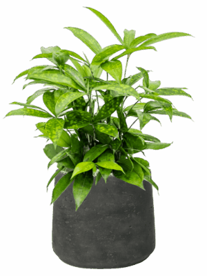 Dracaena Surculosa In Rough D 17 H 50 cm - PlantenShop24 - 26-05-2025