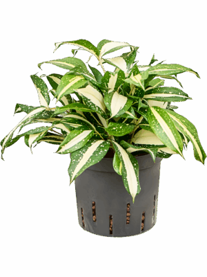 Dracaena Surculosa Milky Way D 13 H 25 cm - PlantenShop24 - 09-05-2025