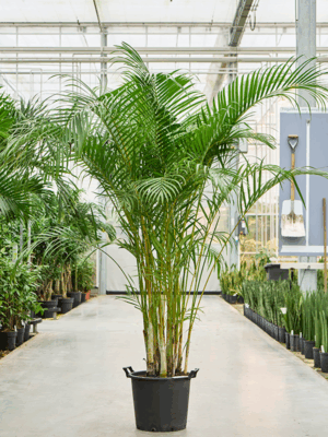 Dypsis Areca Lutescens D 38 H 225 cm - PlantenShop24 - 12-06-2025