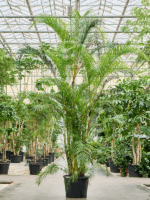 Dypsis Areca Lutescens D 60 H 300 cm - PlantenShop24 - 19-08-2025