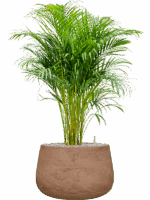 Dypsis Areca Lutescens In Baq Algar D 21 H 83 cm - PlantenShop24 - 30-04-2025