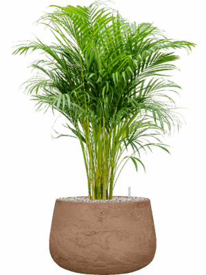 Dypsis Areca Lutescens In Baq Algar D 21 H 83 cm - PlantenShop24 - 30-04-2025