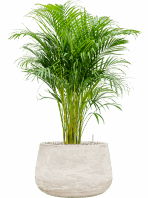 Dypsis Areca Lutescens In Baq Algar D 21 H 83 cm - PlantenShop24 - 30-04-2025