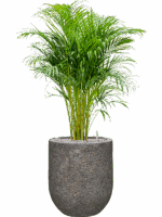 Dypsis Areca Lutescens In Baq Naturescast D 21 H 94 cm - PlantenShop24 - 30-04-2025