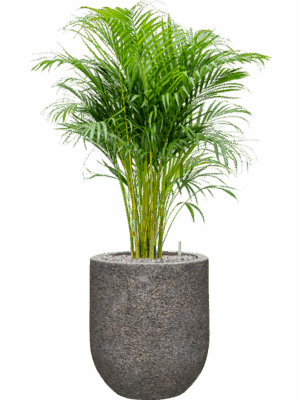 Dypsis Areca Lutescens In Baq Naturescast D 21 H 94 cm - PlantenShop24 - 30-04-2025