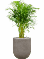 Dypsis Areca Lutescens In Baq Nucast D 21 H 94 cm - PlantenShop24 - 30-04-2025