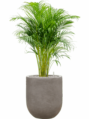 Dypsis Areca Lutescens In Baq Nucast D 21 H 94 cm - PlantenShop24 - 30-04-2025