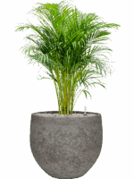 Dypsis Areca Lutescens In Cement & Stone D 21 H 94 cm - PlantenShop24 - 30-04-2025