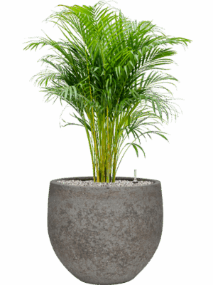Dypsis Areca Lutescens In Cement & Stone D 21 H 94 cm - PlantenShop24 - 30-04-2025