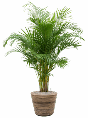Dypsis Areca Lutescens In Drypot Rattan Stripe D 21 H 133 cm - PlantenShop24 - 07-05-2025
