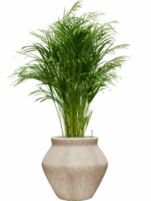 Dypsis Areca Lutescens In Mineral D 24 H 141 cm - PlantenShop24 - 01-05-2025
