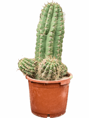 Echinopsis Atacamensis Pasacana D 40 H 110 cm - PlantenShop24 - 22-05-2025