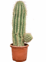Echinopsis Atacamensis Pasacana D 40 H 135 cm - PlantenShop24 - 22-05-2025