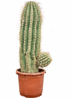 Echinopsis Atacamensis Pasacana D 40 H 135 cm - PlantenShop24 - 22-05-2025