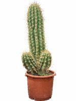Echinopsis Atacamensis Pasacana D 40 H 140 cm - PlantenShop24 - 22-05-2025