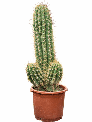 Echinopsis Atacamensis Pasacana D 40 H 140 cm - PlantenShop24 - 22-05-2025