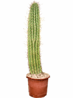 Echinopsis Atacamensis Pasacana D 40 H 170 cm - PlantenShop24 - 22-05-2025