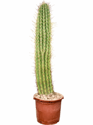 Echinopsis Atacamensis Pasacana D 40 H 170 cm - PlantenShop24 - 22-05-2025