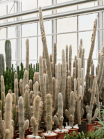 Espostoa Lanata D 54 H 280 cm - PlantenShop24 - 09-05-2025
