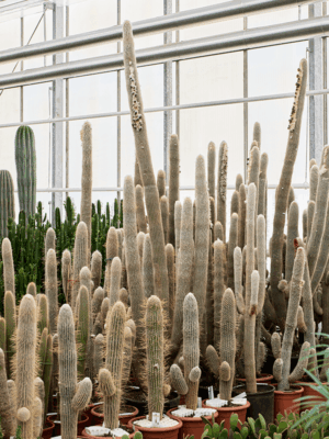 Espostoa Lanata D 54 H 280 cm - PlantenShop24 - 29-04-2025