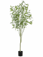 Eucalyptus Globulus D 75 H 195 cm - PlantenShop24 - 23-05-2025