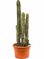 Euphorbia Canariensis D 30 H 80 cm - PlantenShop24 - 19-05-2025