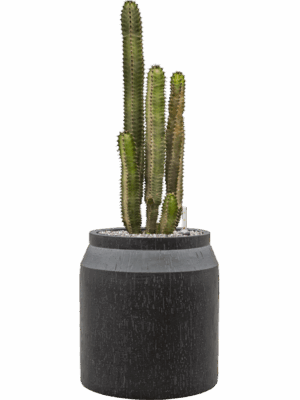 Euphorbia Canariensis In Baq Raindrop D 35 H 90 cm - PlantenShop24 - 21-05-2025